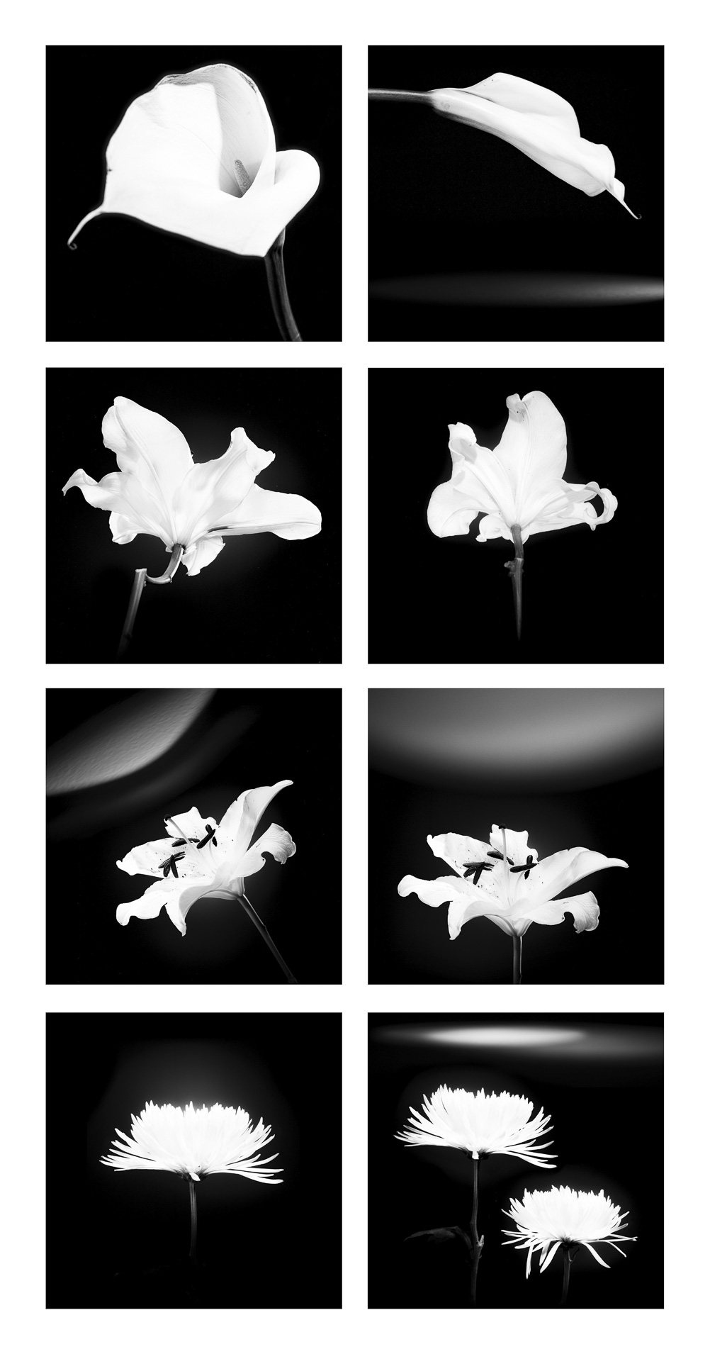 A grid of images showing flowers